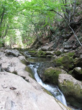 Dağ nehir ve orman. Yakın çekim