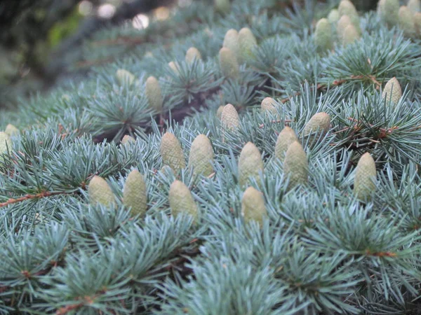 Spruce Branches Cones Closeup — Stock Photo, Image