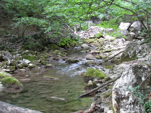 Berg Rivier Bos Wilde Natuur — Stockfoto