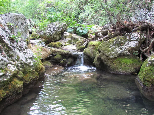 Rivière Montagne Forêt Petite Cascade — Photo