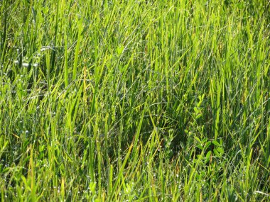 parlak yeşil çimen