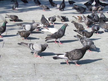 Güvercinler sürüsü