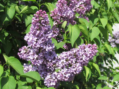 Lila çiçek. Leylak güzel bir sürü yakın çekim. 