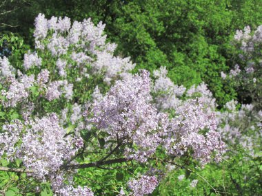 Lila Çiçek bahçesinde ağaç üzerinde.