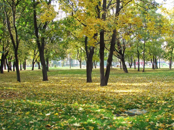 Piękny jesienny park. Jesienne drzewa i liście. Krajobraz jesienny — Zdjęcie stockowe