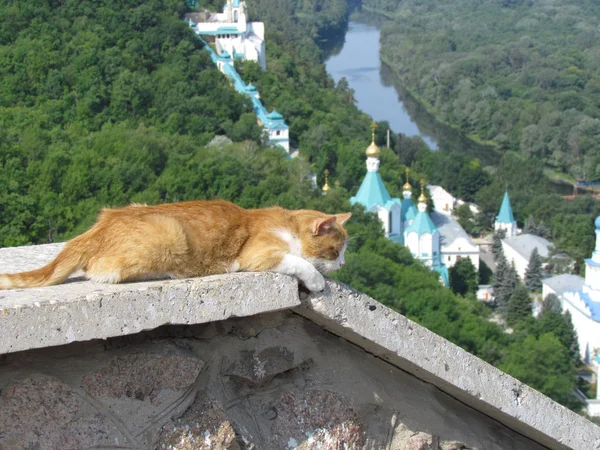 Красивые ogange кошка на фоне пейзажа — стоковое фото