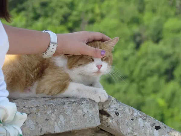 Счастливый котенок любит, когда его гладит женская рука. — стоковое фото