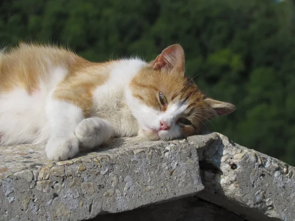 Красивые ogange кошка — стоковое фото