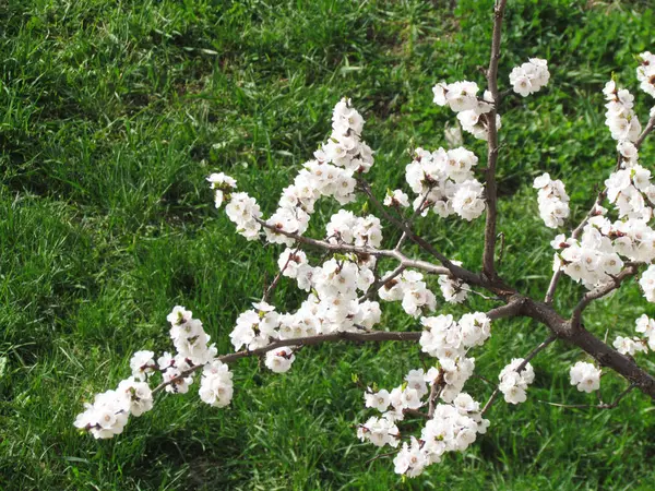 Bela árvore florescendo na primavera — Fotografia de Stock