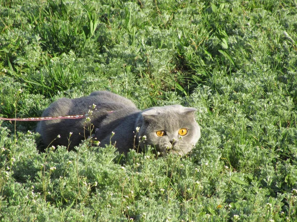 Кошка на прогулку. Шотландская вислоухая — стоковое фото