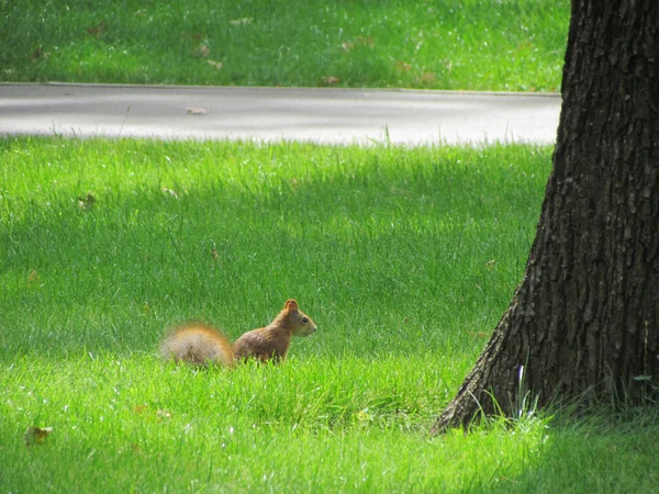 Eine schöne rote Eichhörnchen in einem park. — Stockfoto