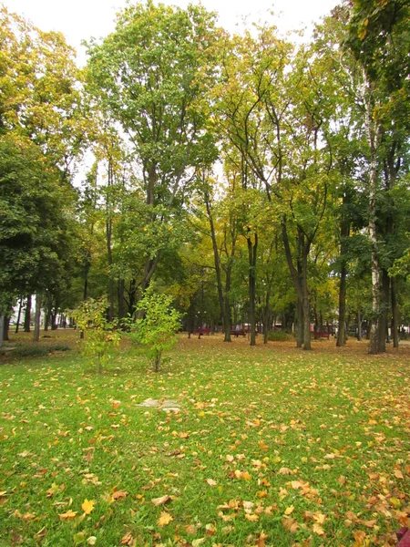 Hermoso parque de otoño. Árboles y hojas de otoño. Paisaje otoñal —  Fotos de Stock