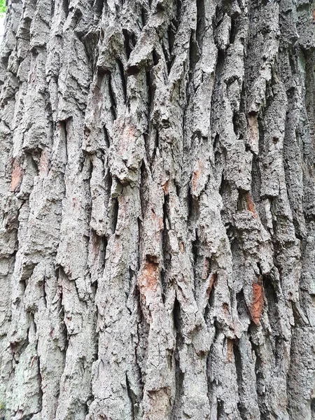 树皮的结构 — 图库照片