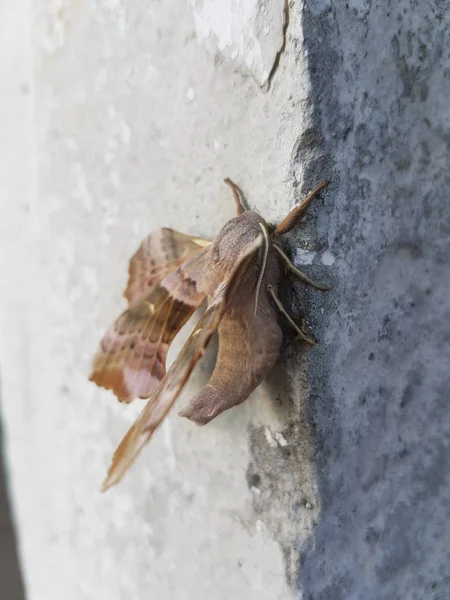 Motyl zbliżenie — Zdjęcie stockowe