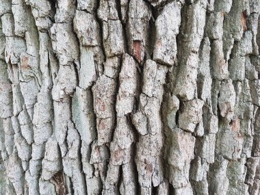 Ağaç kabuğunun dokusu.