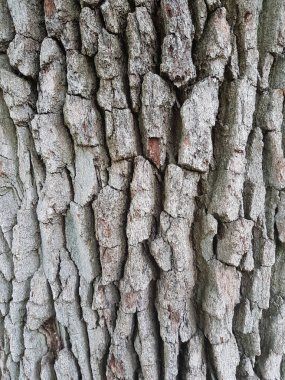 Ağaç kabuğunun dokusu.