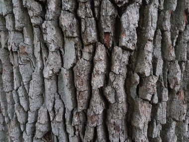 Ağaç kabuğunun dokusu.