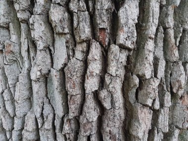 Ağaç kabuğunun dokusu.