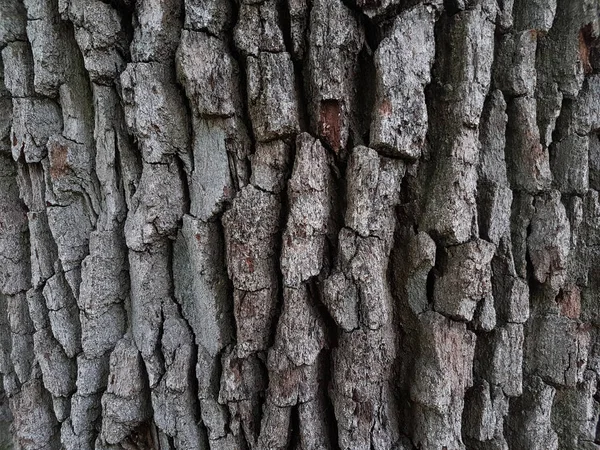 Textura de casca de árvore. — Fotografia de Stock