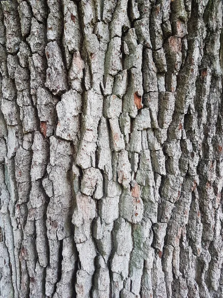 Textura de corteza de árbol. — Foto de Stock