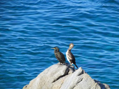 Bir çift deniz kenarında bir kayanın üzerinde kuşların