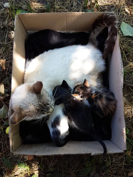 Kot z małe kocięta — Zdjęcie stockowe