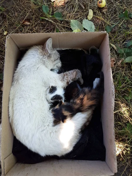 Γάτα με μικρά γατάκια — Φωτογραφία Αρχείου