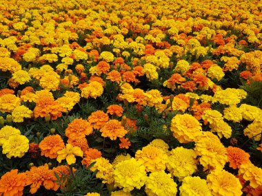 Doğal parlak çiçek yakın çekim