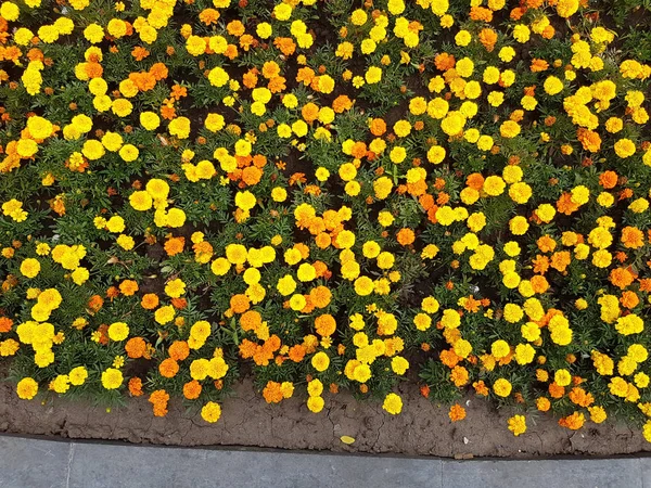 Fleurs naturelles aux couleurs vives — Photo