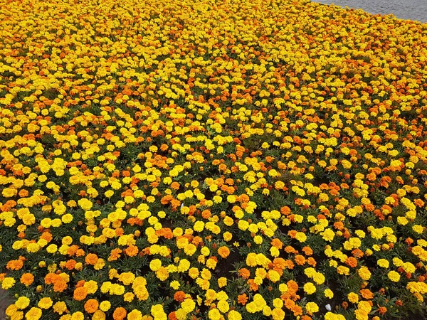 Багато квітів — стокове фото