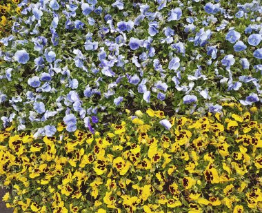 Doğal parlak çiçek