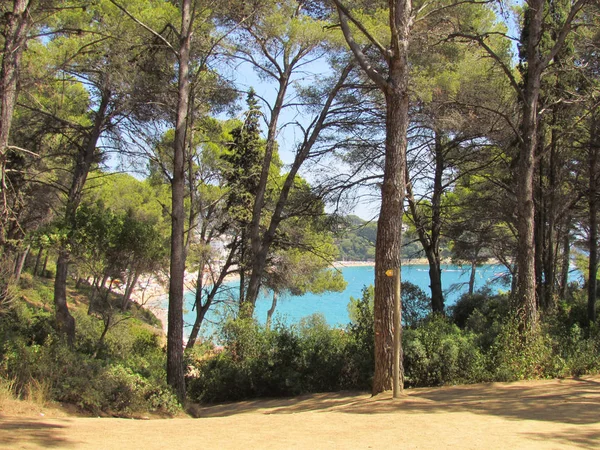 Hermoso Bosque Junto Mar —  Fotos de Stock