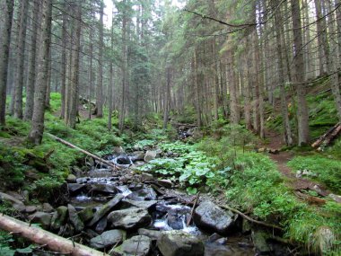 Güzel dağ Nehri ve orman