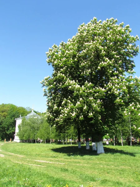 Beautiful shaped chestnut tree in full bloom on meadow in spring — Stock Photo, Image