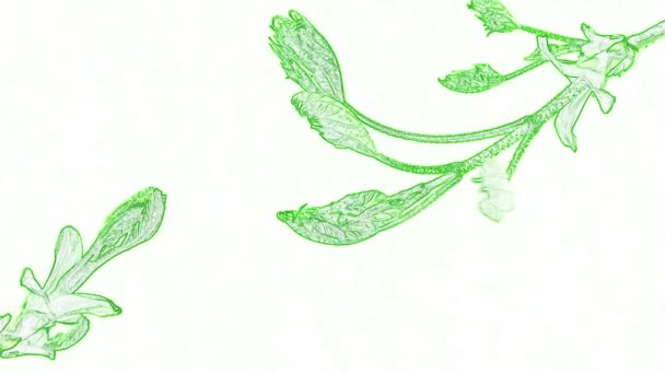 Abstraktes Green Leaf Auf Weißem Hintergrund Ist Ein Großartiges Video — Stockvideo