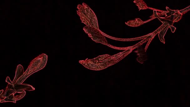 Abstract Red Leaf Black Background Stock Video Great Video 1920X1080 — Stock Video