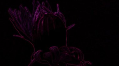 Kara Arkaplan 'daki Violet Floresan Flower videosu harika bir video. Bu 1920x1080 (HD) video klibi herhangi bir projede arka plan olarak kullanılabilir. Bu görüntüler bir sonraki kurgunda, projende ya da filminde harika görünecek..