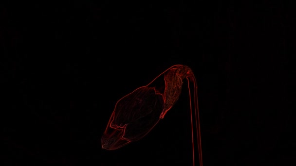 Абстрактное Видео Красный Цветок Цветущий Черном Фоне Отличное Видео Видеоклип — стоковое видео