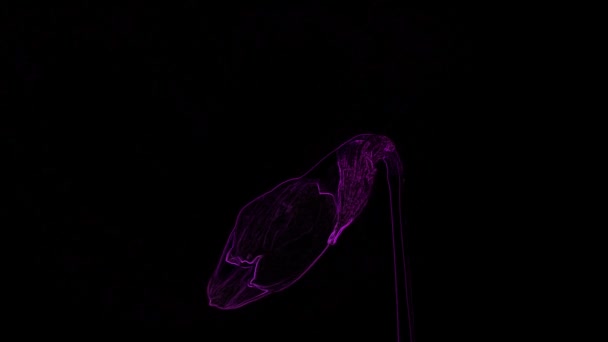 Абстрактный Фиолетовый Цветок Черном Фоне Отличное Видео Видеоклип 1920X1080 Можно — стоковое видео