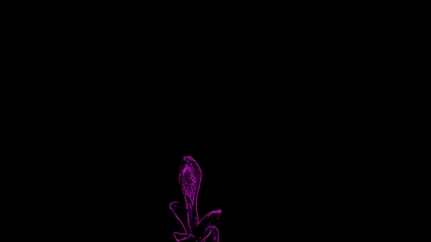 Luminescent Leaf Violet Black Background Stock Video Great Video 1920X1080 — Stock Video