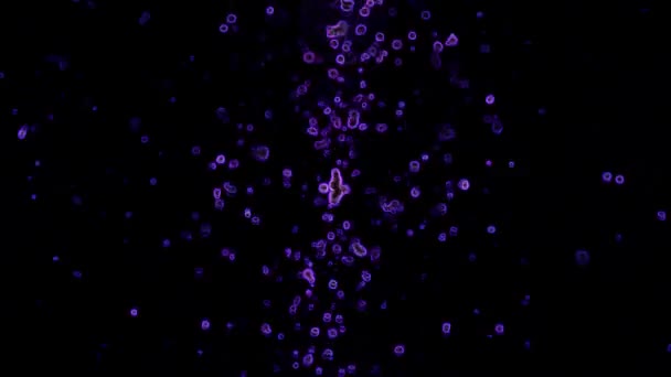 Violet Particle Black Background Est Une Excellente Vidéo Clip Vidéo — Video