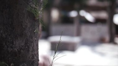 İki-yıl-yaşlı yürümeye başlayan bir ağacın arkasına saklanarak ailesi ile oynamaya ufaklık saklambaç oynayalım ağır çekim.