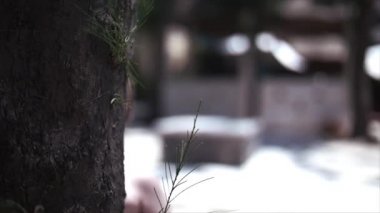 İki-yıl-yaşlı yürümeye başlayan çocuk küçük çocuk kum boyunca tropikal yaz kumlu sahilde yürüyor. Ağır çekim.