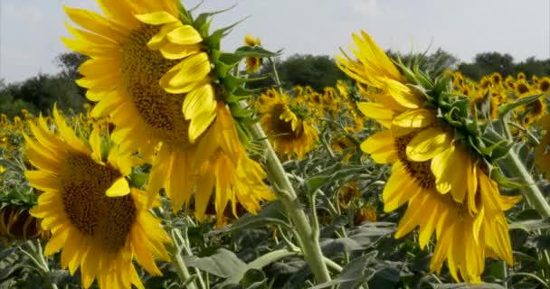 Tournesols dans le champ Balancer dans le vent.