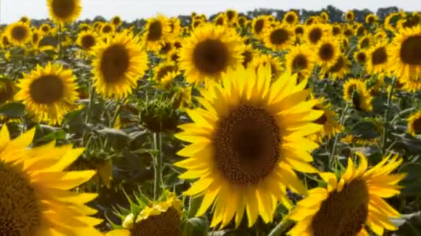 Tournesols dans le champ Balancer dans le vent.