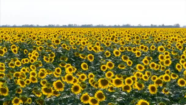 Sunflowers panning camera. — Stock Video