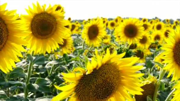 Tournesols caméra panoramique .
