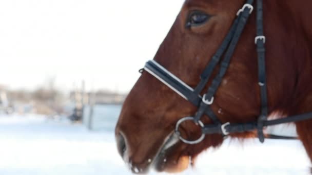 Breathing of black horse in winter. Slow motion. — Stock Video