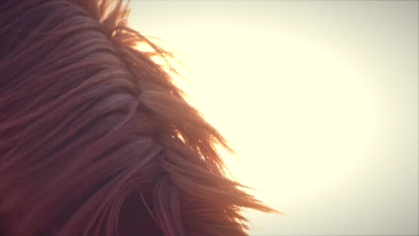 Souffle d'un cheval brun en hiver. Mouvement lent .