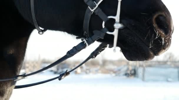 Andning av svart häst i vinter. Slow motion. — Stockvideo